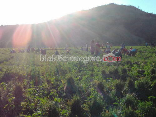 Tuai Berkah, Hasil Panen Bawang Merah Laku Diborong